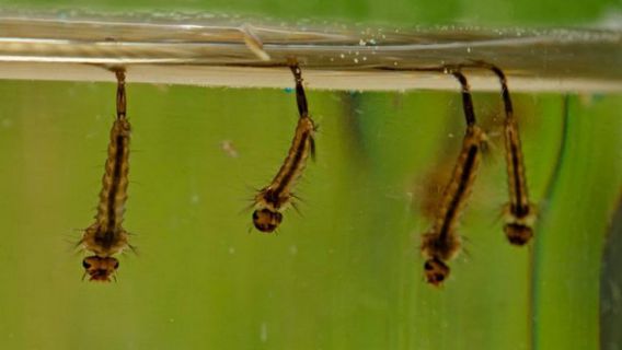 Suzbijanje larvi komaraca sa zemlje na teritoriji AP Vojvodine